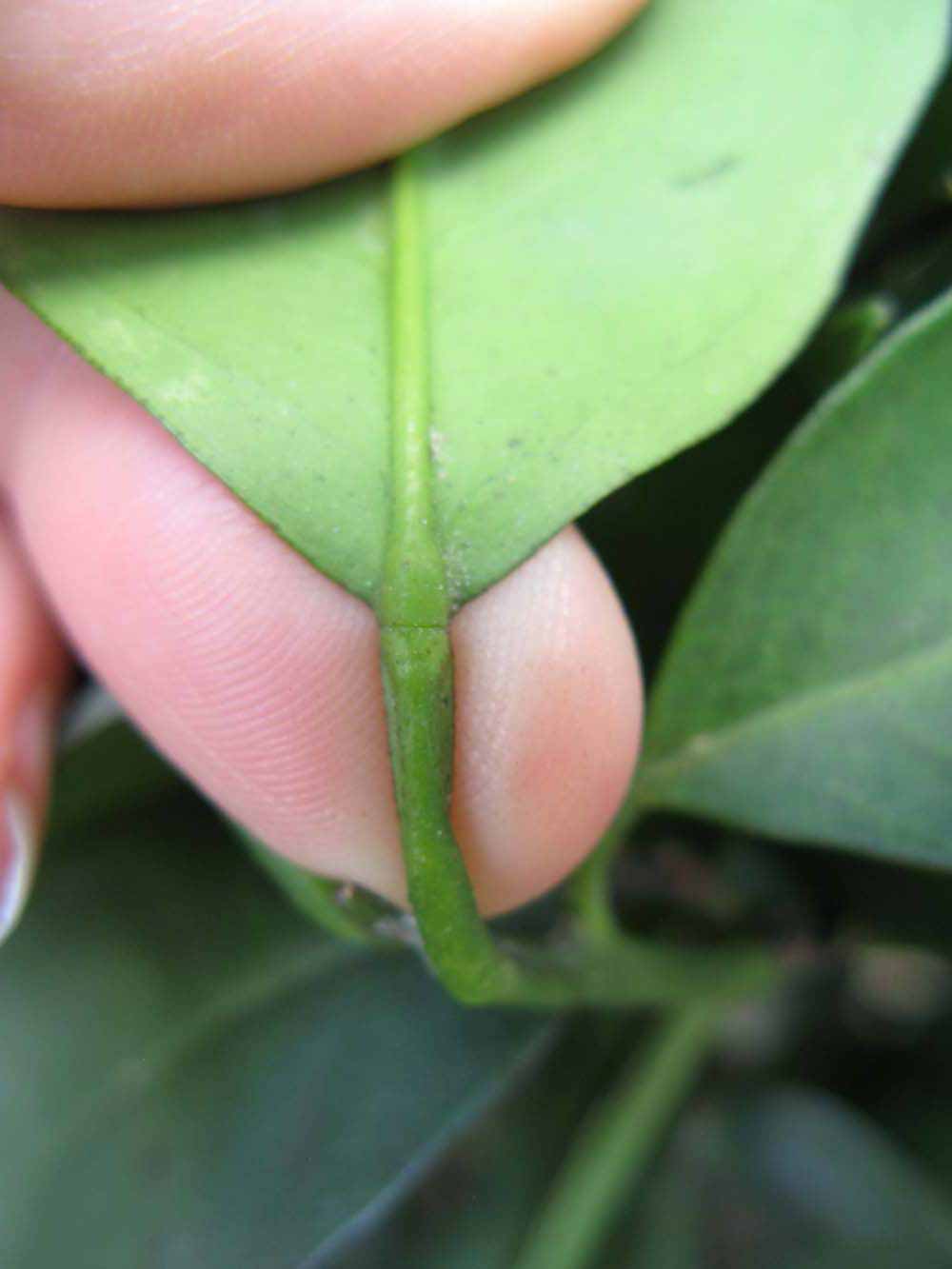              Petiole (Winter Haven, FL)       